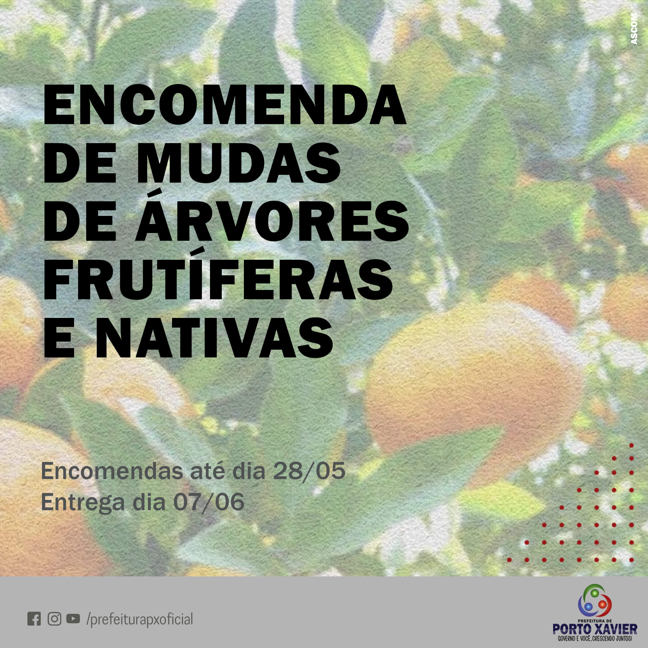 ENCOMENDA DE MUDAS DE ÁRVORES FUTÍFERAS E NATIVAS